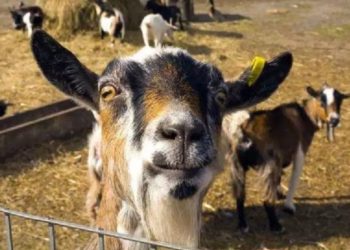 Où dort une chèvre ?