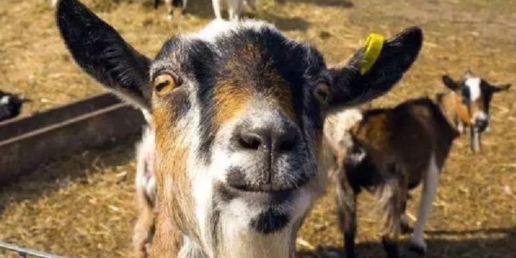 Où dort une chèvre ?