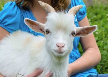 Quelle friandise pour chèvre naine ?