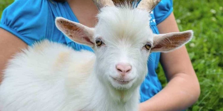 Quelle friandise pour chèvre naine ?