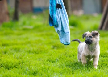 Pourquoi mon chien mange des herbes ?