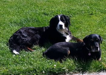 Pourquoi un chien sort son zizi ?