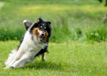 Est-ce que les chiens peuvent manger du navet ?