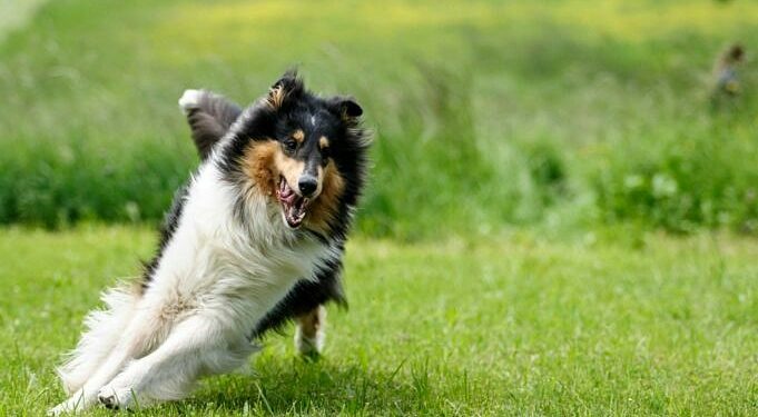 Est-ce que les chiens peuvent manger du navet ?
