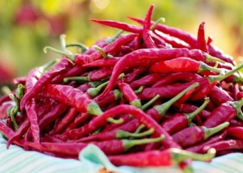 Est-ce que les piment c'est bon pour les chiens ?