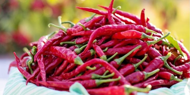 Est-ce que les piment c'est bon pour les chiens ?