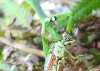 Est-ce que les escargots ressentent la douleur ?