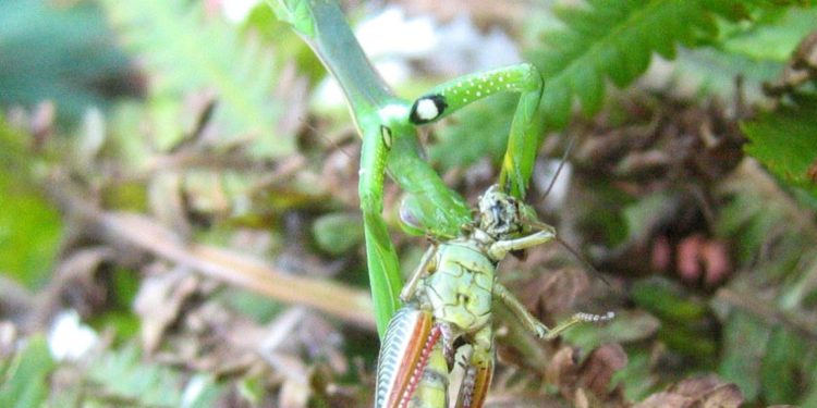 Est-ce que les escargots ressentent la douleur ?