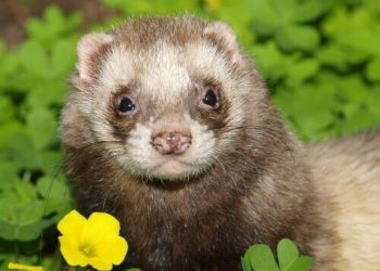 Quels sont les chiens qui vieillissent le mieux ?