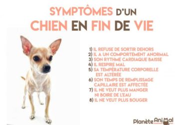 Quels sont les symptômes d'un chien en fin de vie ?