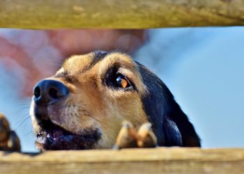Comment arrêter l'ascite chien ?