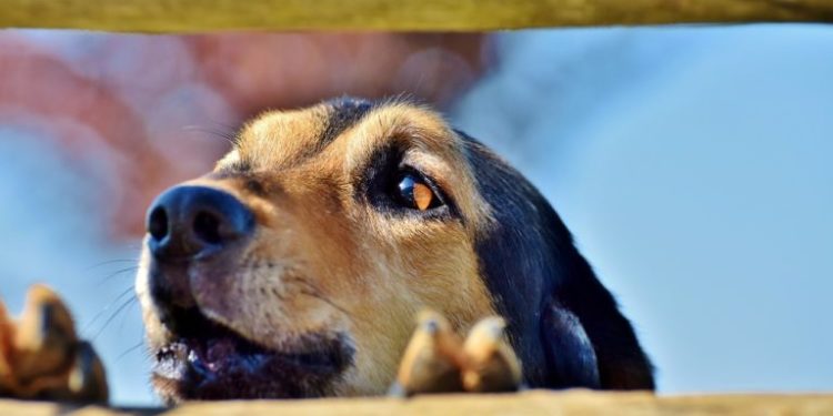 Comment arrêter l'ascite chien ?