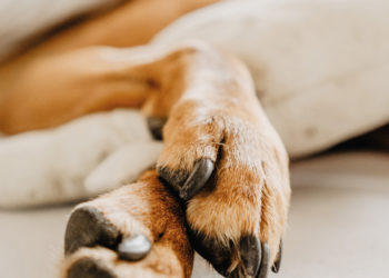 Quand prendre la décision d'euthanasier son chien ?