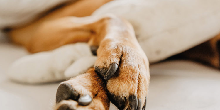 Quand prendre la décision d'euthanasier son chien ?