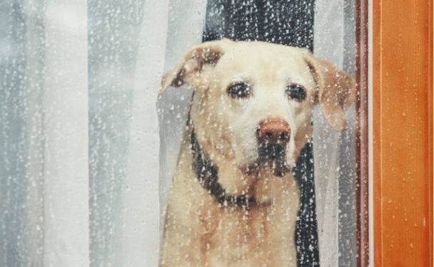 Quel bruit fait mal aux oreilles des chiens ?