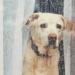 Quel bruit fait mal aux oreilles des chiens ?
