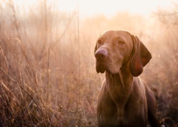 Quelle race de chien n'a pas d'odeur ?