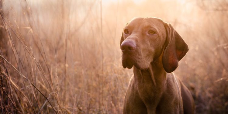 Quelle race de chien n'a pas d'odeur ?