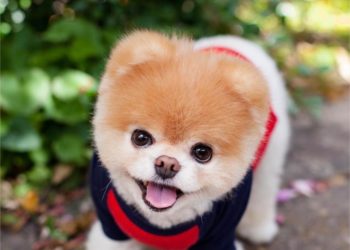 Quel est le chien qui pue le plus ?