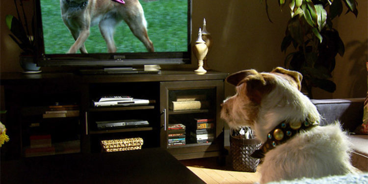 Est-ce que les chiens voient la télévision ?