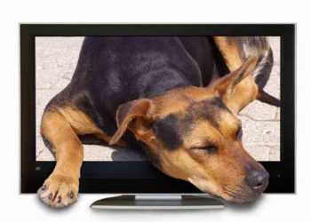 Comment les chiens voient la télé ?