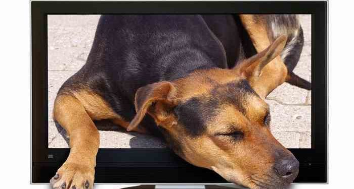 Comment les chiens voient la télé ?