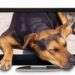 Comment les chiens voient la télé ?