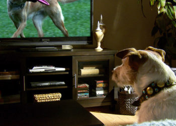 Est-ce que les chiens voient la télévision ?
