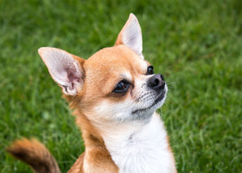 Quel est le chihuahua le plus petit au monde ?
