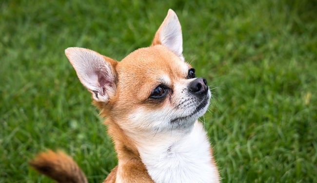 Quel est le chihuahua le plus petit au monde ?