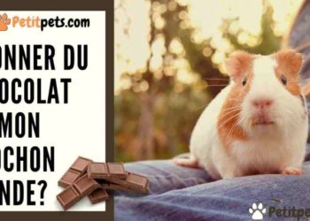 Est-ce que les cochons d'Inde peuvent Peter ?