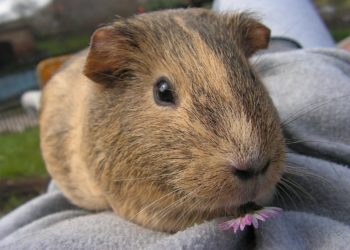 Comment savoir si mon cochon d'Inde boit ?