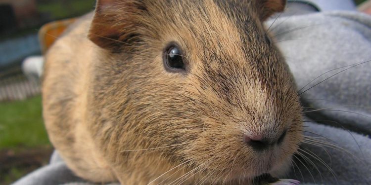 Comment savoir si mon cochon d'Inde boit ?