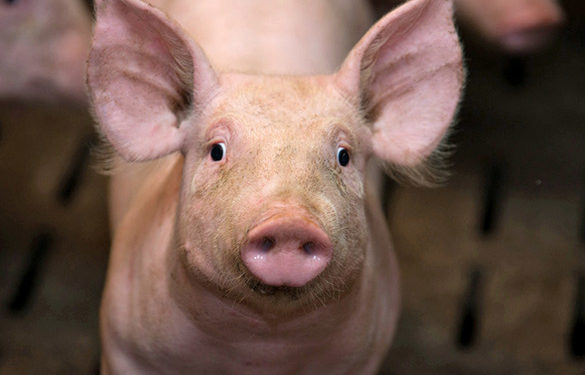 Quelle est la race de cochon d'Inde qui vit le plus longtemps ?