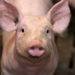 Quelle est la race de cochon d'Inde qui vit le plus longtemps ?