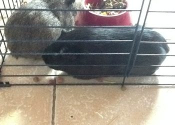 Est-ce que les cochons d'Inde peuvent avoir froid ?