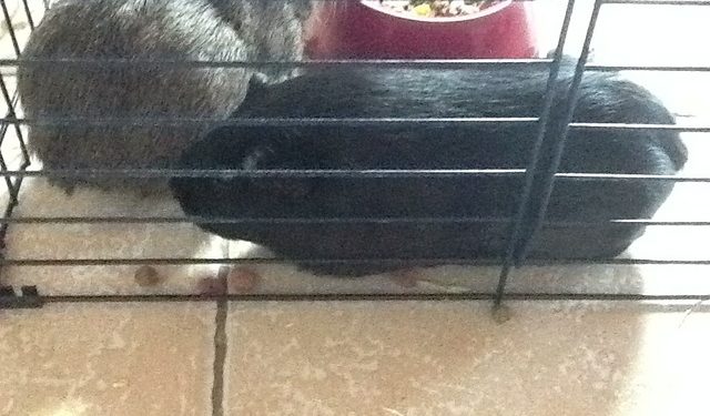 Est-ce que les cochons d'Inde peuvent avoir froid ?