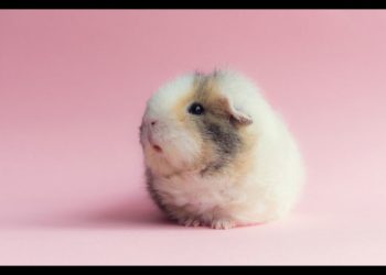 Qui est le plus beau cochon d'Inde du monde ?