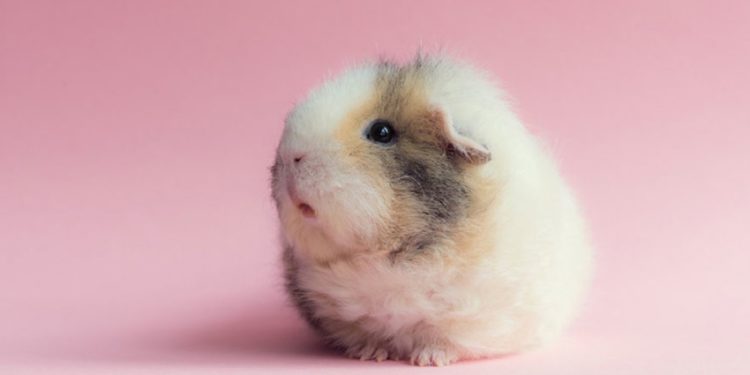 Qui est le plus beau cochon d'Inde du monde ?