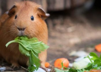 Qui mange du cochon d'Inde ?