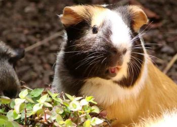 Est-ce que le cochon d'Inde est intelligent ?