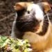 Est-ce que le cochon d'Inde est intelligent ?