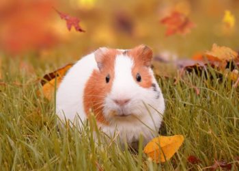 Comment vivent les cochons d'Inde ?