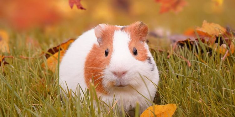 Comment vivent les cochons d'Inde ?