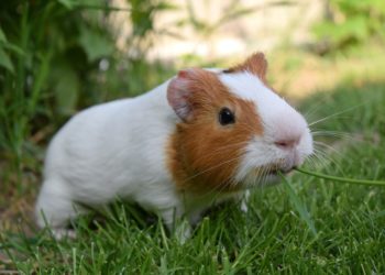 Quel aliment ne pas donner au cochon ?