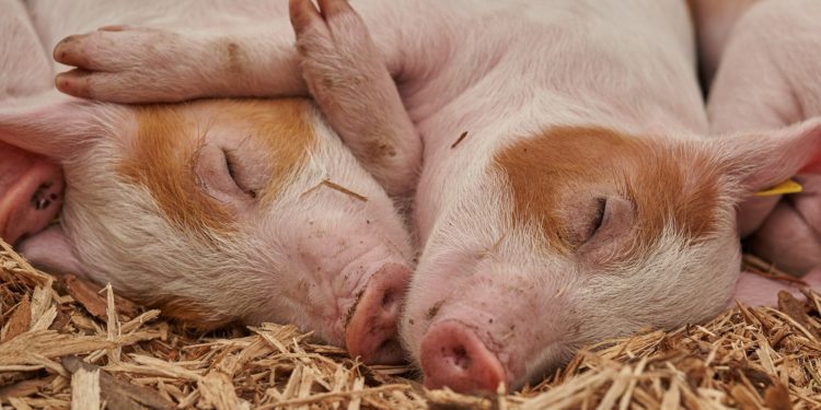 Pourquoi le cochon Mange-tout ?