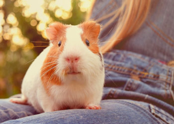 Quel surface pour un cochon ?