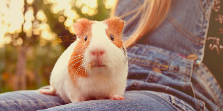 Quel surface pour un cochon ?