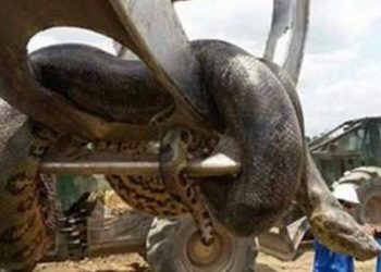 Quel est le crabe le plus grand du monde ?