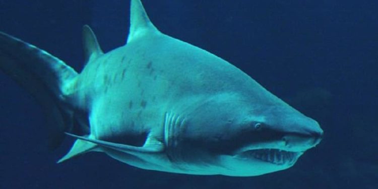 Quel requin vivipare ?
